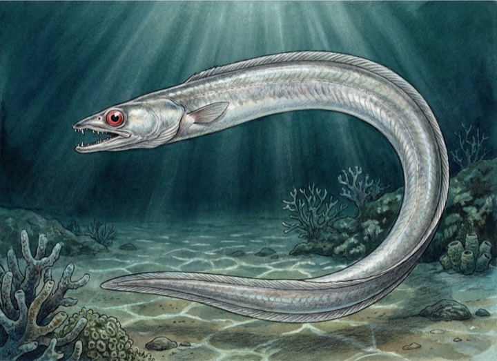Moray Eel catalog art