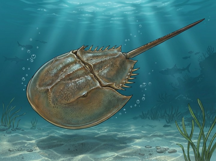 Chinese Horseshoe Crab catalog art